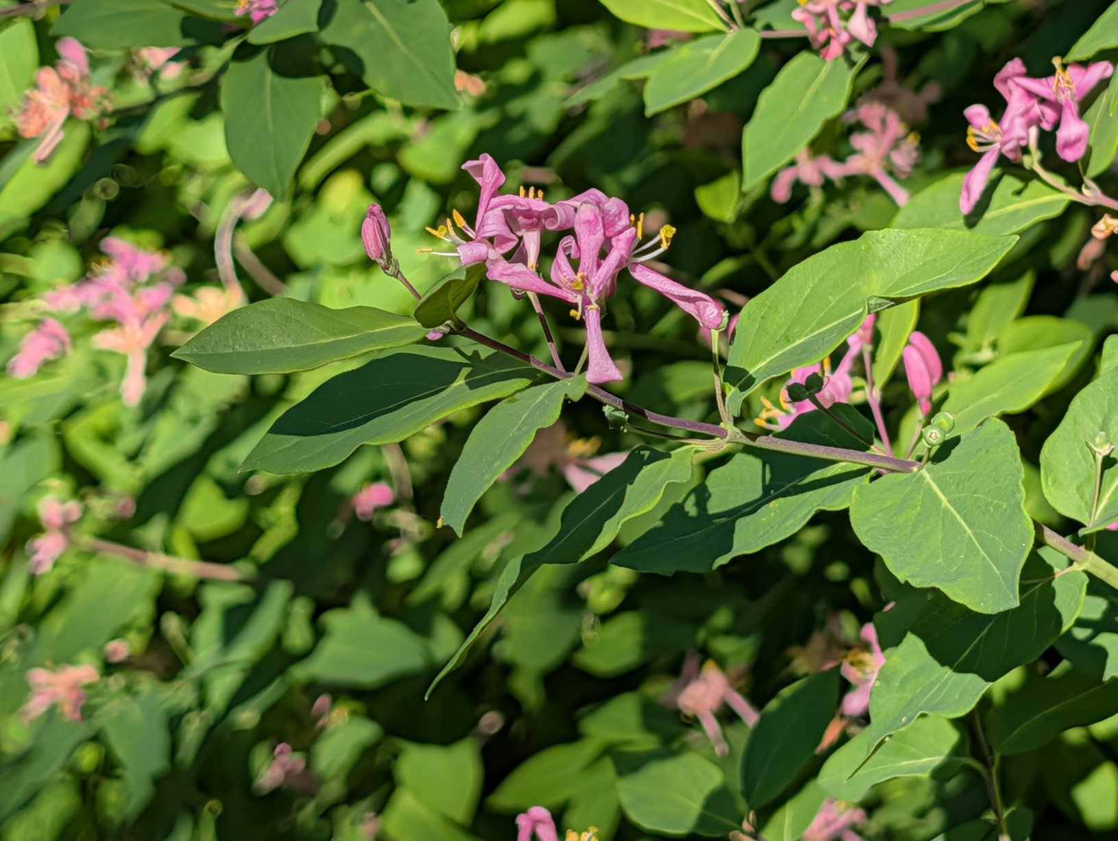 The Pink Flowers