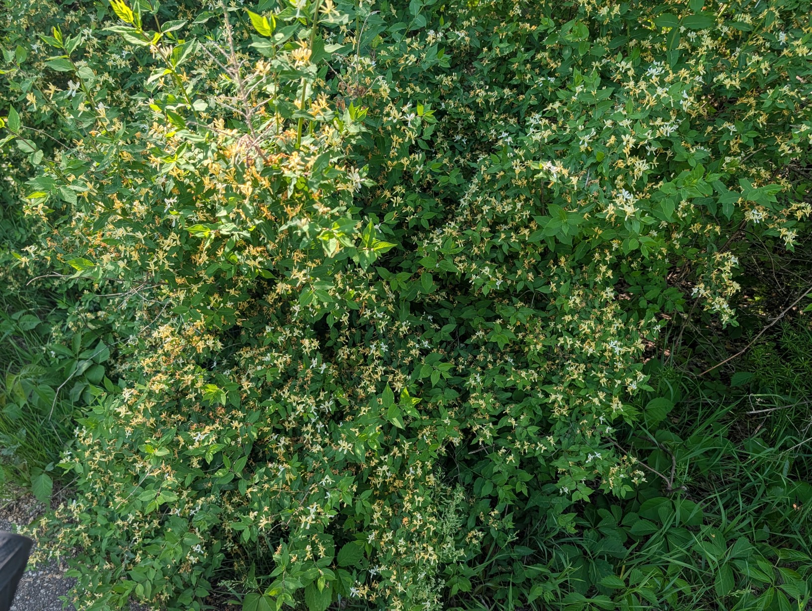 The Yellow Flowers